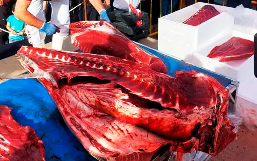 Ronqueo de atún rojo en Barbate