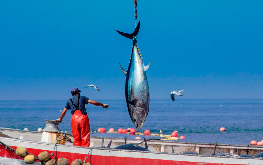 Pesca de atún rojo en Barbate