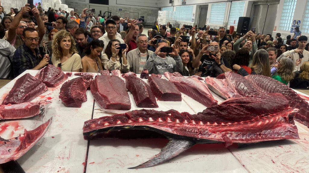 Venta de atún rojo en Barbate